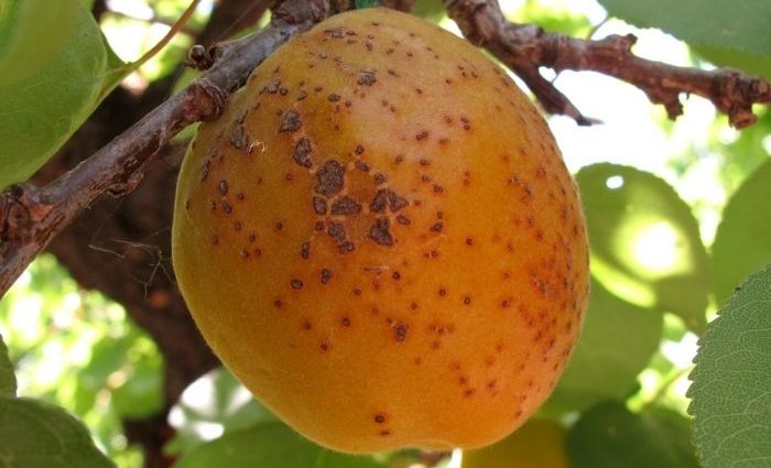 Apricot diseases and methods of prevention and control