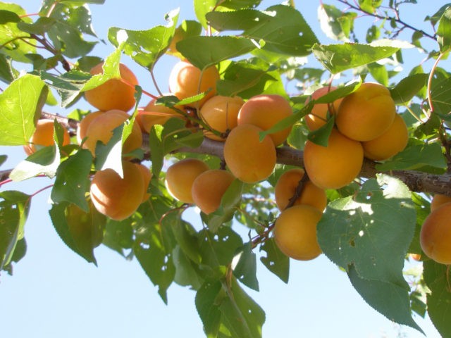 Apricot early Amur: description, photo, characteristics, planting and care