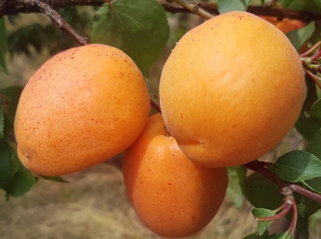 Apricot early Amur: description, photo, characteristics, planting and care