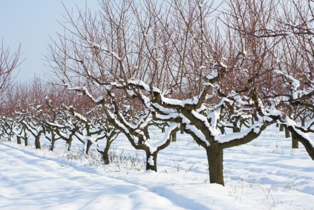 Apricot early Amur: description, photo, characteristics, planting and care