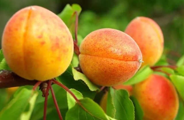 Apricot early Amur: description, photo, characteristics, planting and care