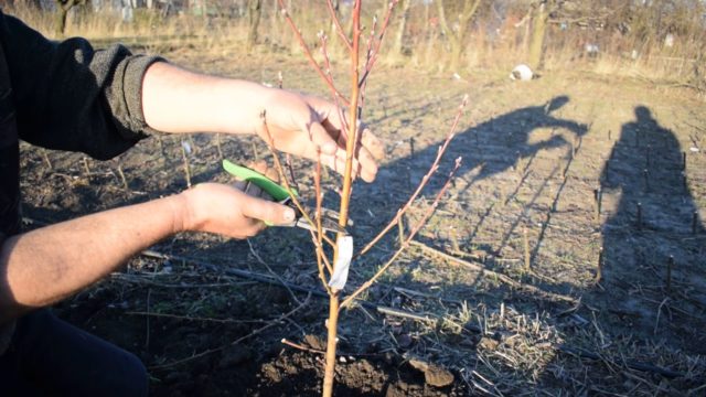 Apricot early Amur: description, photo, characteristics, planting and care