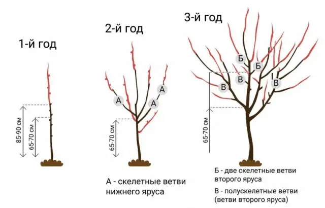 Apricot Favorite: description, photo, self-fertile or not, planting and care