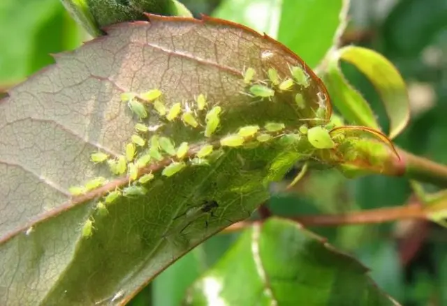 Apricot Favorite: description, photo, self-fertile or not, planting and care