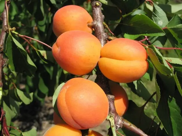 Apricot Favorite: description, photo, self-fertile or not, planting and care