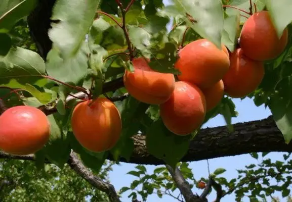 Apricot Favorite: description, photo, self-fertile or not, planting and care