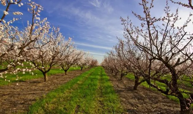 Apricot Favorite: description, photo, self-fertile or not, planting and care