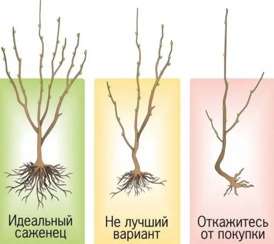 Apricot Favorite: description, photo, self-fertile or not, planting and care