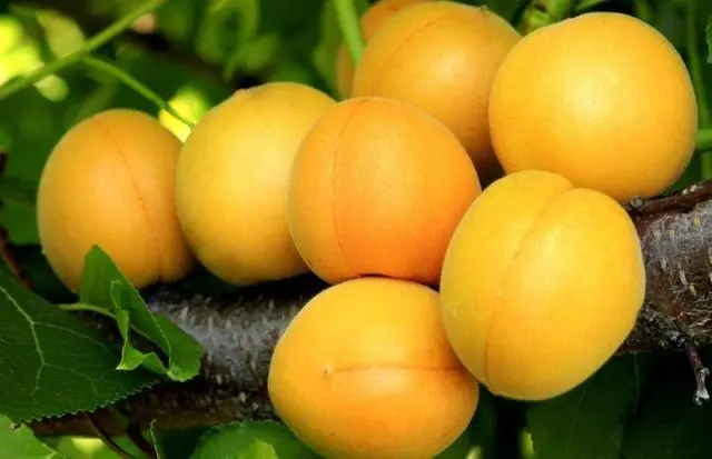 Apricot Honey: description, photo, characteristics, planting and care