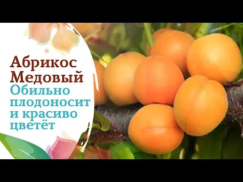 Apricot Honey: description, photo, characteristics, planting and care