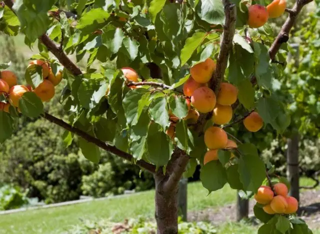 Apricot Honey: description, photo, characteristics, planting and care