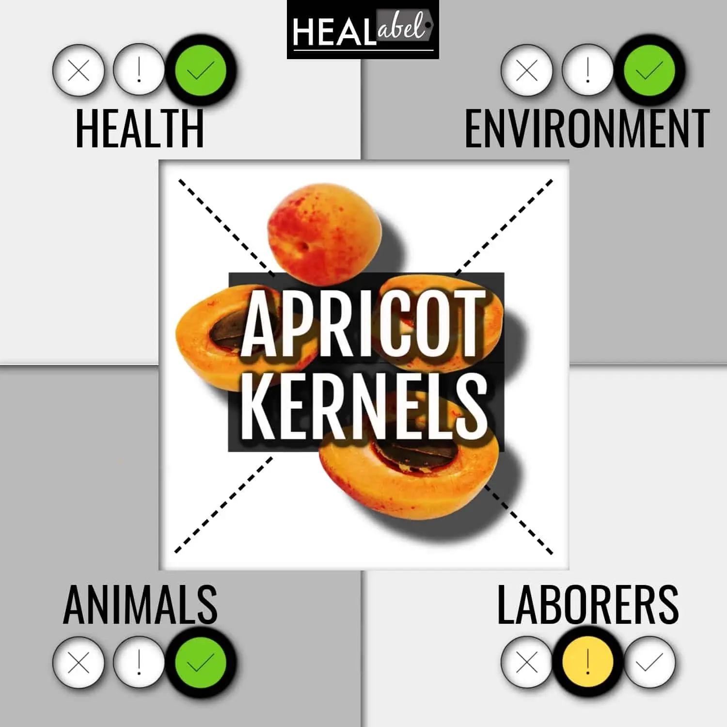 Apricot kernels: benefits and harms, contraindications, composition and calorie content + main areas of application of the product