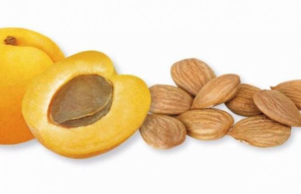 Apricot kernels: benefits and harms to the body