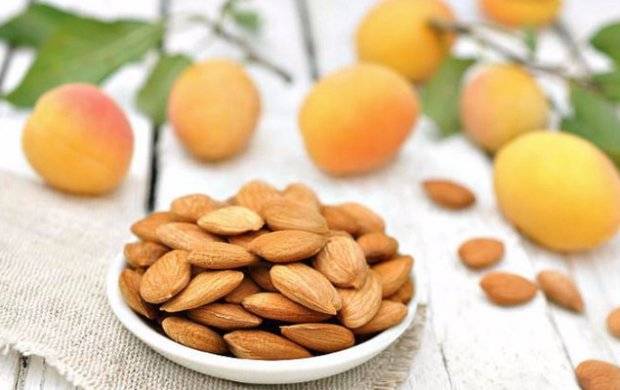 Apricot kernels: benefits and harms to the body