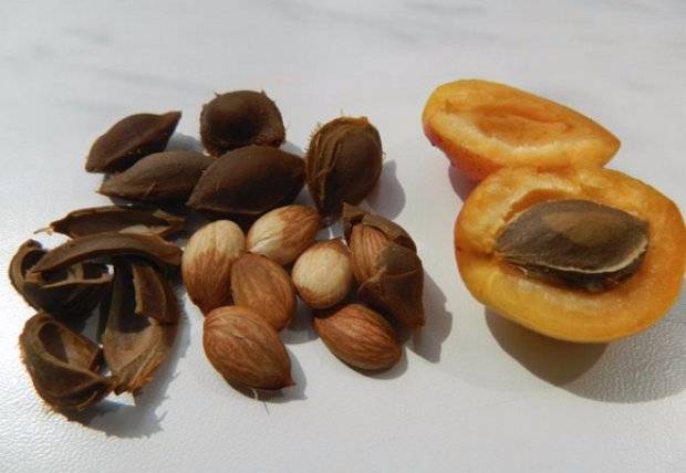 Apricot kernels: benefits and harms to the body