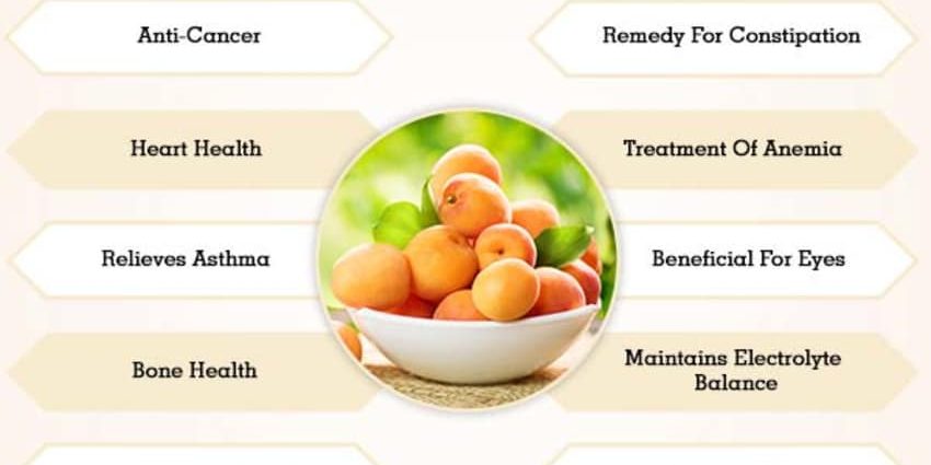 Apricot kernels: benefits and harms to the body