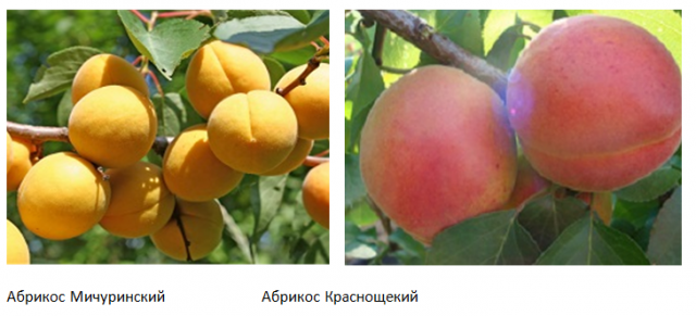 Apricot Khabarovsk