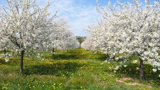 Apricot Khabarovsk