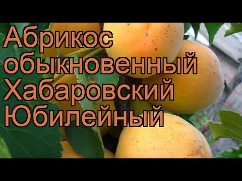 Apricot Khabarovsk