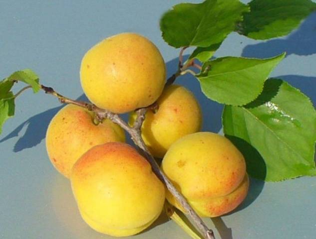 Apricot Kichiginsky