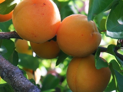 Apricot Kichiginsky