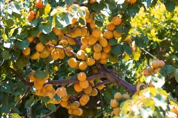 Apricot Lel: variety description with photos and advantages