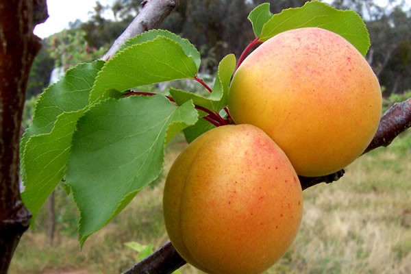 Apricot Lel: variety description with photos and advantages