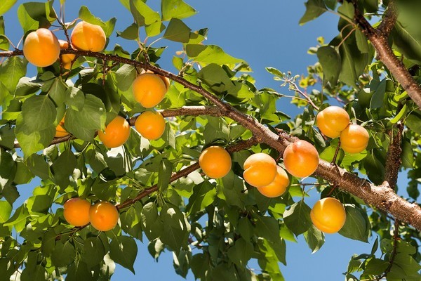 Apricot Lel: variety description with photos and advantages