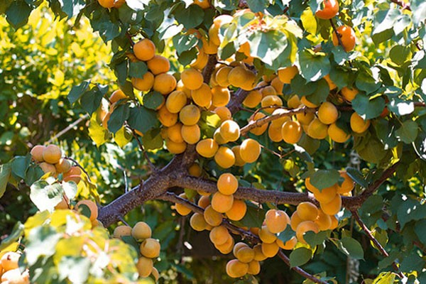 Apricot Lel: variety description with photos and advantages