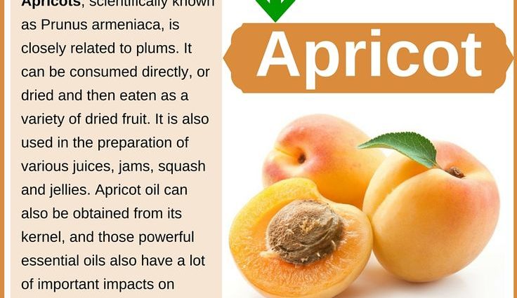 Apricot Lel: variety description with photos and advantages