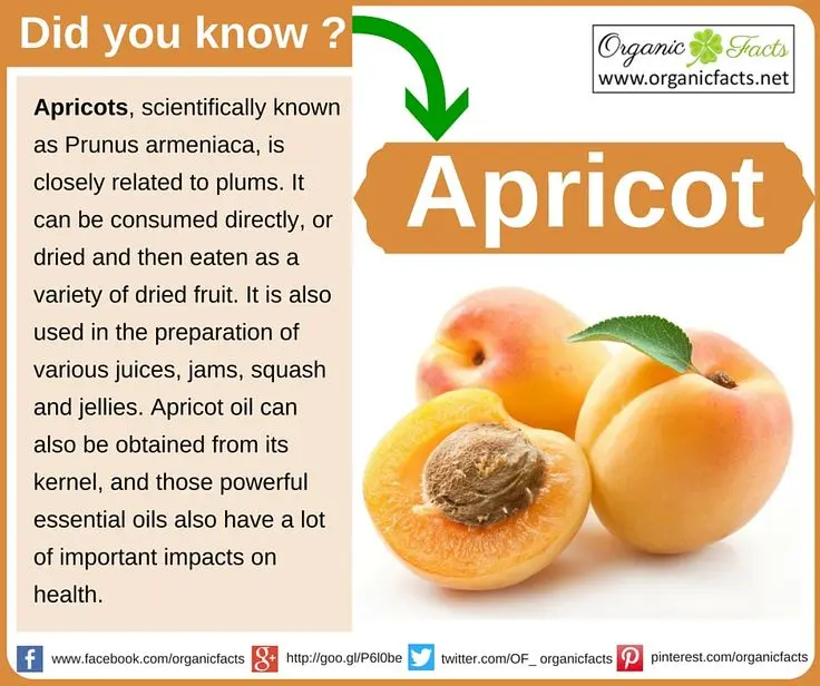 Apricot Lel: variety description with photos and advantages