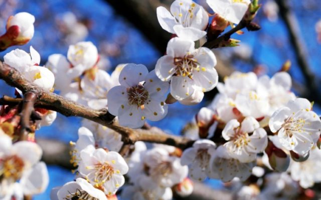 Apricot Orlovchanin: description, photo, self-fertile or not