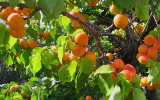 Apricot Peach: description, photo, characteristics, selection history