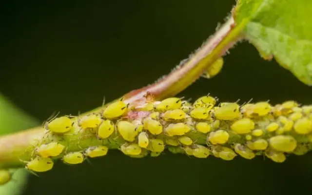 Apricot Peach: description, photo, characteristics, selection history