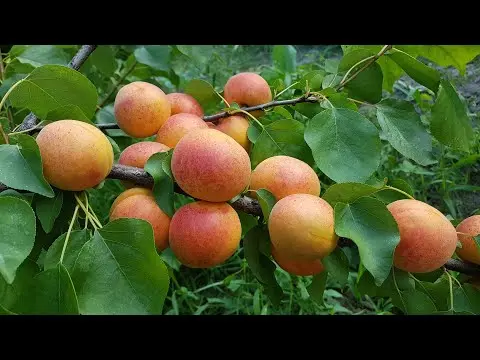 Apricot Peach: description, photo, characteristics, selection history