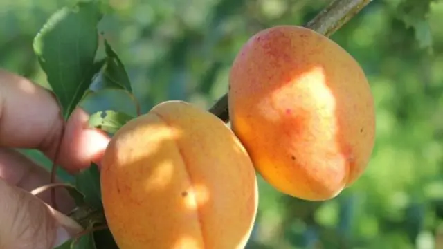 Apricot Peach: description, photo, characteristics, selection history