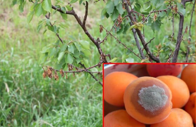 Apricot Pineapple Tsyurupinsky: description, photo, planting and care