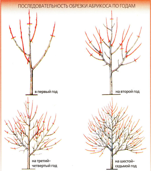 Apricot pruning in winter: the right scheme