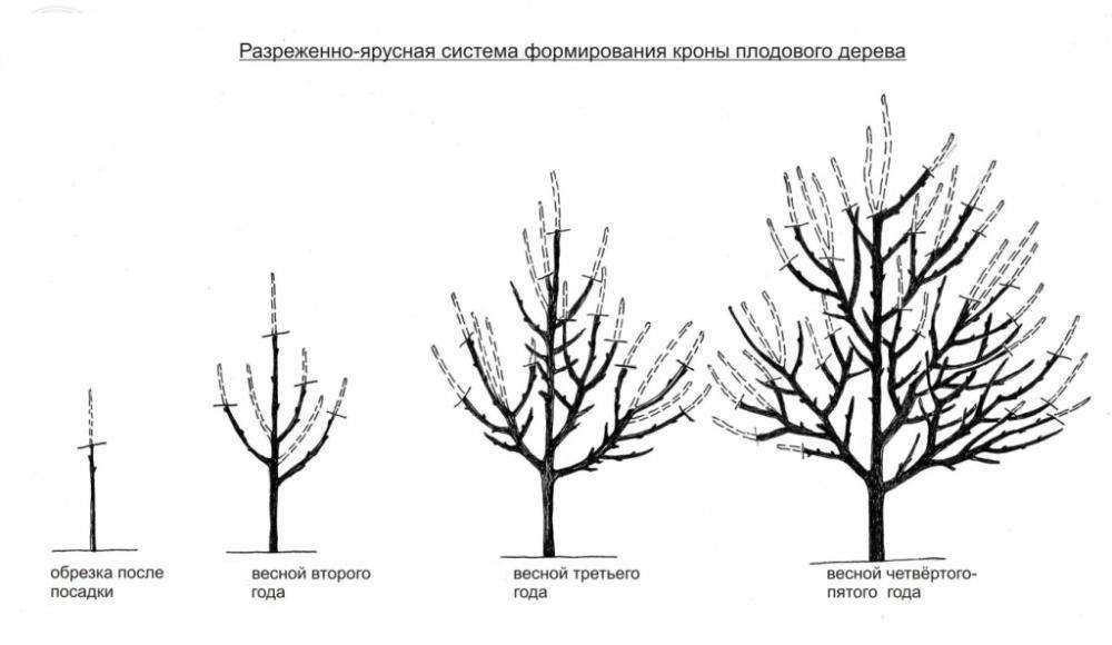 Apricot pruning in winter: the right scheme