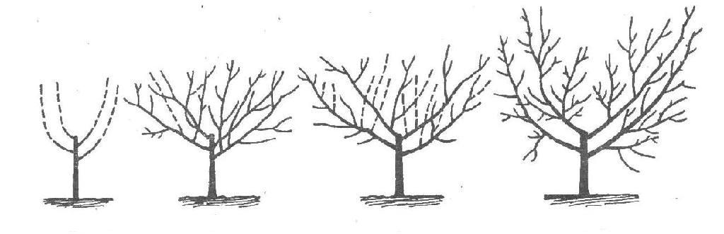 Apricot pruning in winter: the right scheme