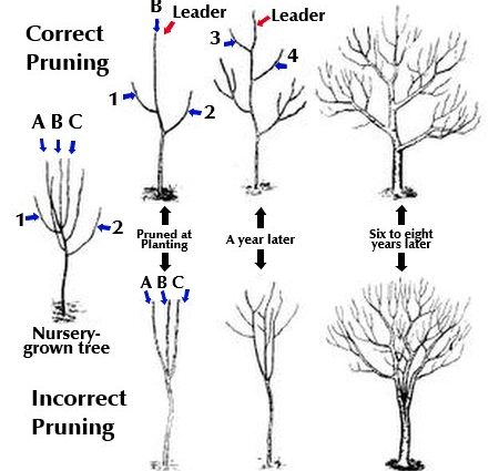 Apricot pruning in winter: the right scheme