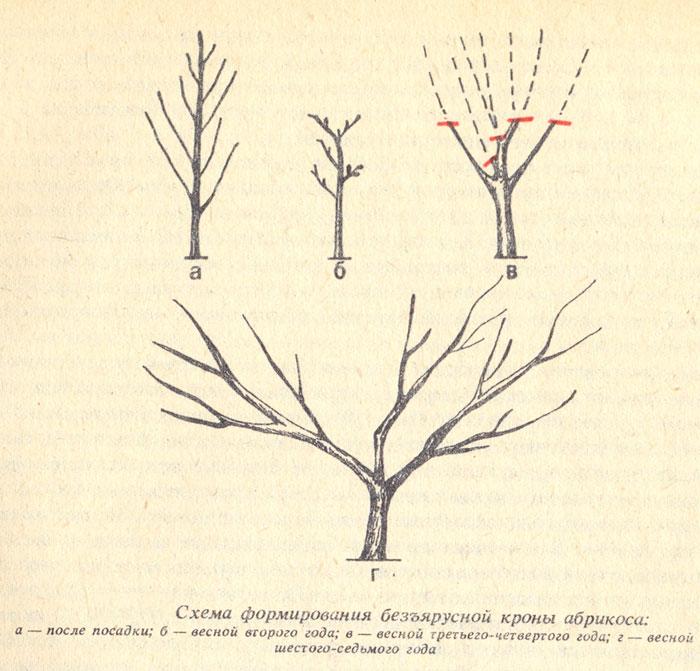 Apricot pruning in winter: the right scheme