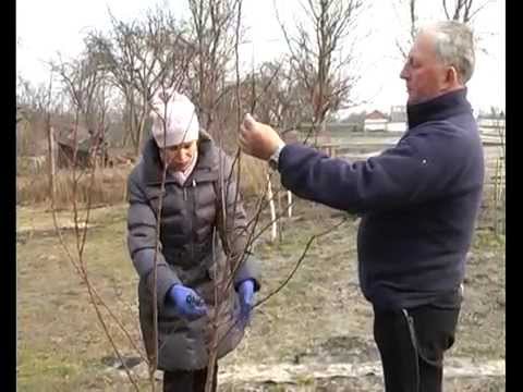 Apricot pruning in winter: the right scheme