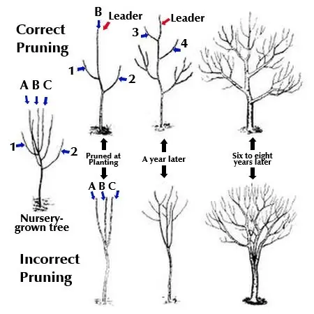 Apricot pruning in winter: the right scheme