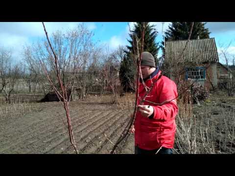 Apricot pruning: spring, summer, autumn