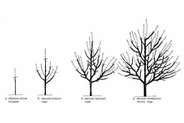 Apricot pruning: spring, summer, autumn