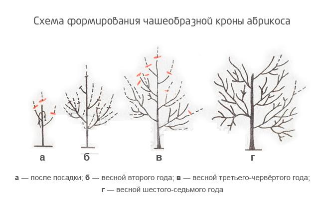 Apricot rattle: description with photo, advantages