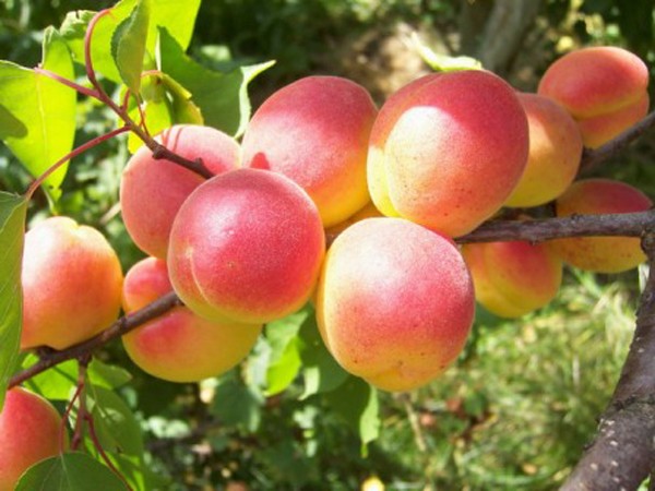 Apricot Red-cheeked - unpretentious fruitful variety