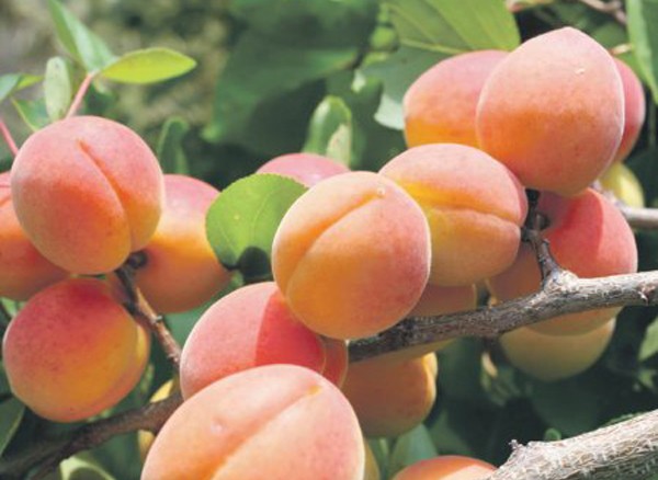 Apricot Red-cheeked - unpretentious fruitful variety