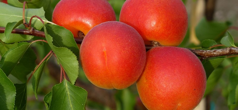 Apricot Red-cheeked &#8211; unpretentious fruitful variety